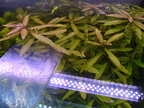 Aquarium